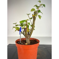 MALUS (MANZANO) SYLVESTRIS I-3033