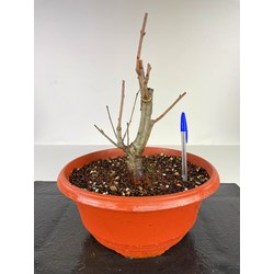 MALUS (MANZANO) SYLVESTRIS I-3315