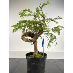 TAXUS BACCATA (TEJO EUROPEO) I-3319