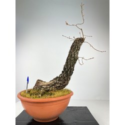QUERCUS FAGINEA (QUEJIGO) I-3773