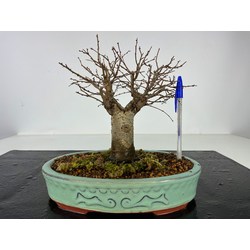 ZELKOVA SERRATA I-3482
