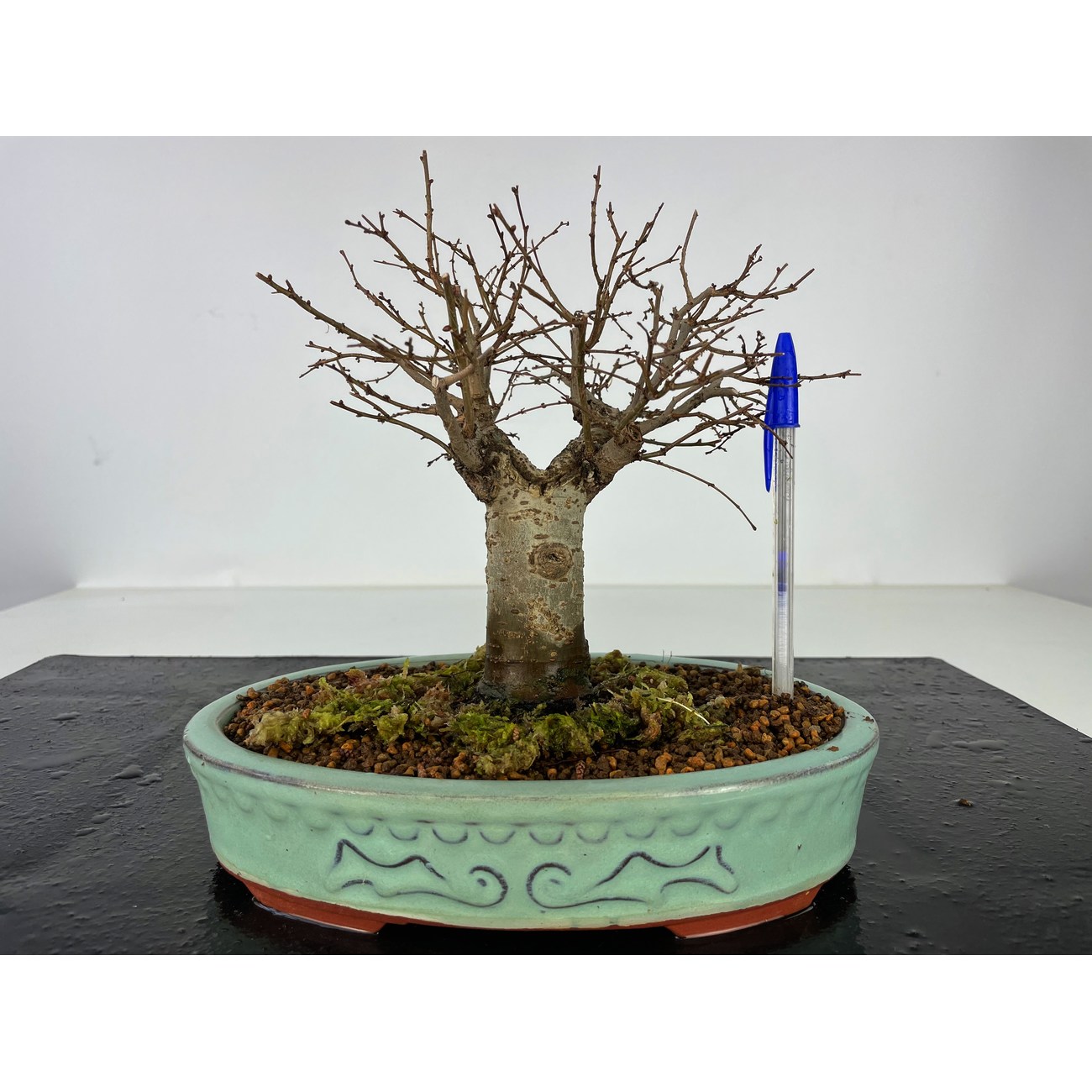 ZELKOVA SERRATA I-3482