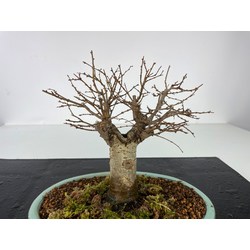 ZELKOVA SERRATA I-3482 Vista 2
