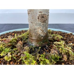 ZELKOVA SERRATA I-3482 Vista 3