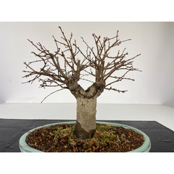 ZELKOVA SERRATA I-3482 Vista 4