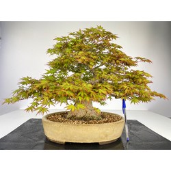 ACER PALMATUM YAMAMOMIJI I-3494 Vista 2