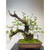 PRUNUS MAHALEB I-3576