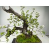 PRUNUS MAHALEB (CEREZO DE S.LUCIA) I-3576 Vista 2