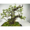 PRUNUS MAHALEB (CEREZO DE S.LUCIA) I-3576 Vista 4
