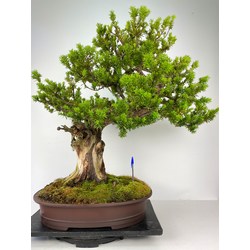 TAXUS CUSPIDATA (TEJO JAPONÉS) I-3800