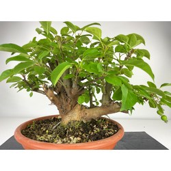 MALUS EVEREST I-3854