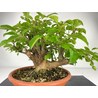 MALUS (MANZANO) EVEREST I-3854