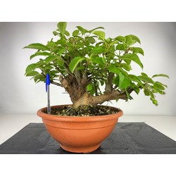 MALUS EVEREST I-3854 View 2