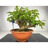 MALUS EVEREST I-3854 View 2