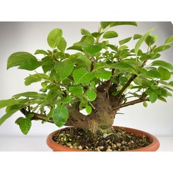 MALUS (MANZANO) EVEREST I-3854 Vista 3