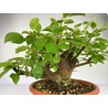 MALUS (MANZANO) EVEREST I-3854 Vista 3