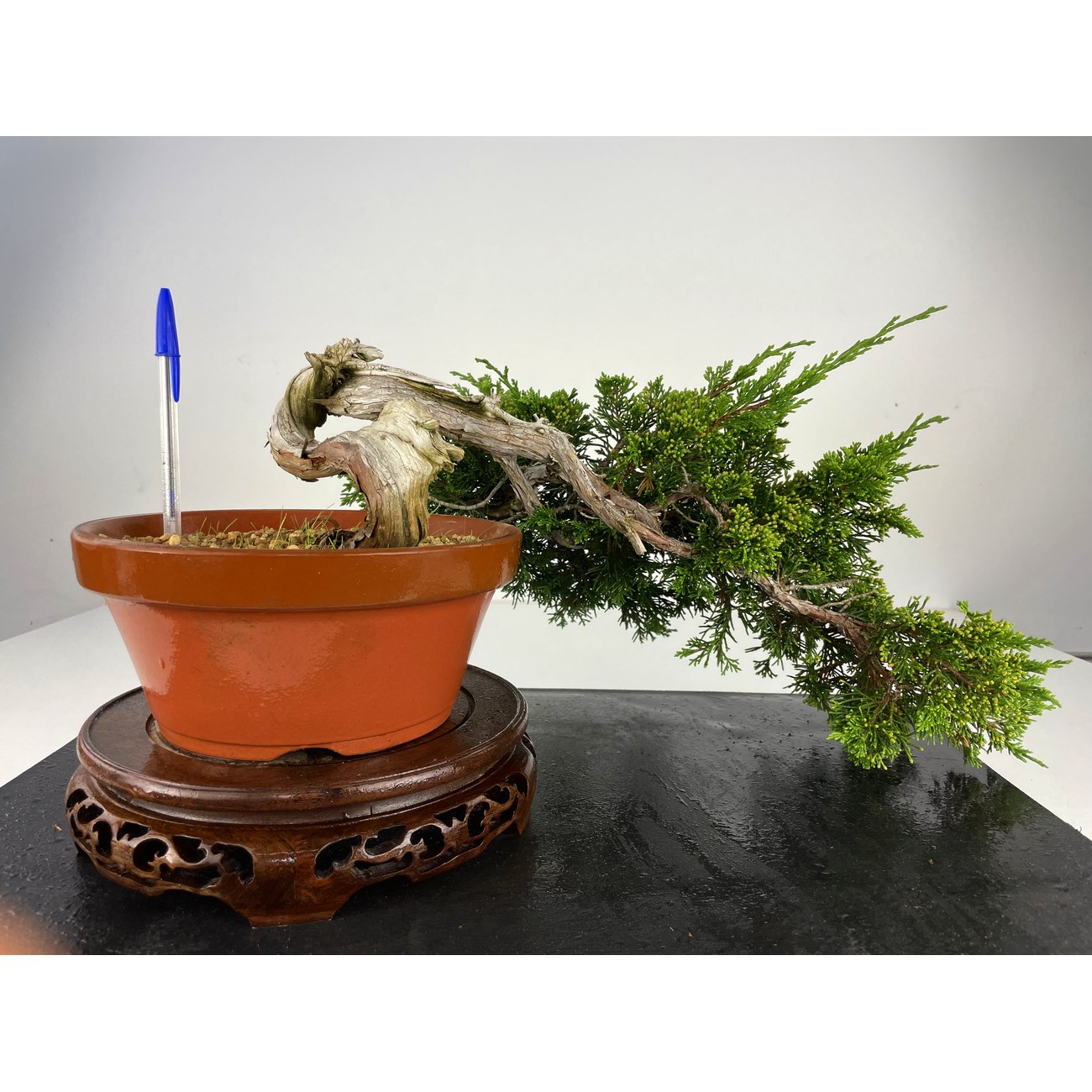 JUNIPERUS SABINA (SABINA RASTRERA) A00495