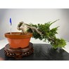 JUNIPERUS SABINA (SABINA RASTRERA) A00495