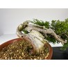JUNIPERUS SABINA (SABINA RASTRERA) A00495 Vista 2