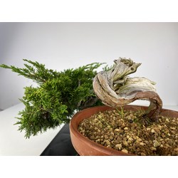 JUNIPERUS SABINA (SABINA RASTRERA) A00495 Vista 3