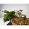 JUNIPERUS SABINA A00495 View 3