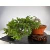 JUNIPERUS SABINA (SABINA RASTRERA) A00495 Vista 4