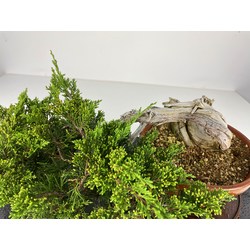 JUNIPERUS SABINA (SABINA RASTRERA) A00495 Vista 5