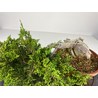 JUNIPERUS SABINA A00495 View 5