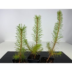 PINUS SYLVESTRIS -S-  I-4272