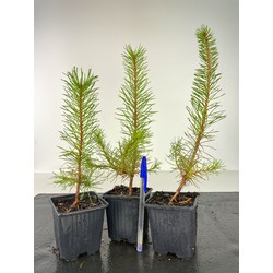 PINUS SYLVESTRIS -S-  I-4272 View 2