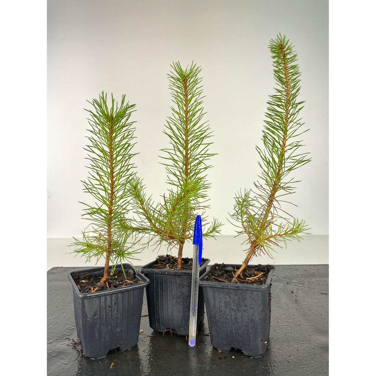 PINUS SYLVESTRIS -S-  I-4272 View 2