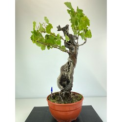 VITIS VINIFERA (PARRA) I-4355