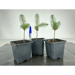 ABIES PINSAPO I-4393 View 2