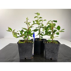 PSEUDOCYDONIA SINENSIS I-4496