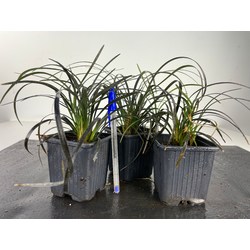 OPHIOPOGON PLANISCAPUS NIGRESCENS I-4498