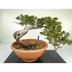 JUNIPERUS SABINA A00973