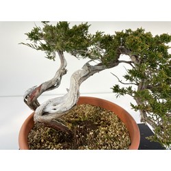 JUNIPERUS SABINA A00973 View 2