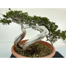 JUNIPERUS SABINA A00973 View 3