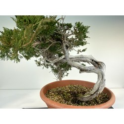 JUNIPERUS SABINA A00973 View 4