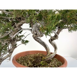 JUNIPERUS SABINA A00973 View 5