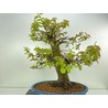 PSEUDOCYDONIA SINENSIS I-4578 Vista 3