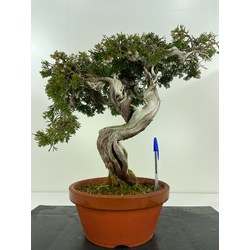 JUNIPERUS SABINA A00810