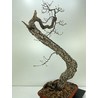 QUERCUS FAGINEA I-4659 View 5
