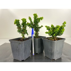 CHAMAECYPARIS SEKKA HINOKI I-4708