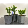 CHAMAECYPARIS SEKKA HINOKI I-4708