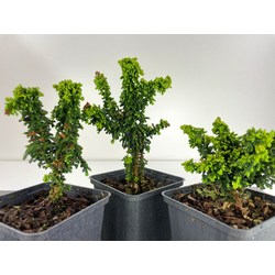 CHAMAECYPARIS SEKKA HINOKI I-4708 View 2