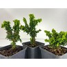 CHAMAECYPARIS SEKKA HINOKI I-4708 View 2