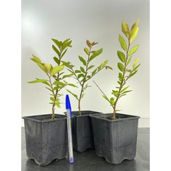 ZELKOVA NIRE 8486 Vista 2