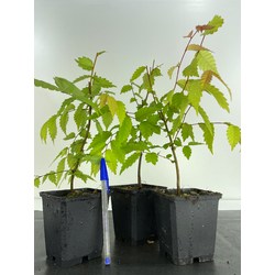 ZELKOVA SERRATA I-4494