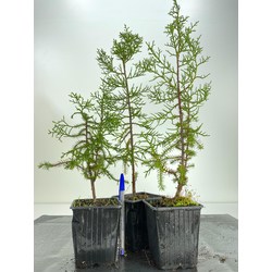JUNIPERUS PHOENICEA I-4718